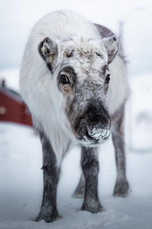 Free A reindeer standing in the snow with a red roof Stock Photo