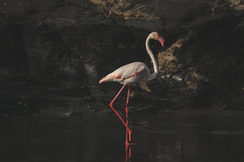 Základová fotografie zdarma na téma bazén, divočina, divoký