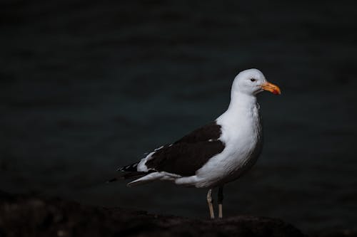 Základová fotografie zdarma na téma divočina, jezero, let