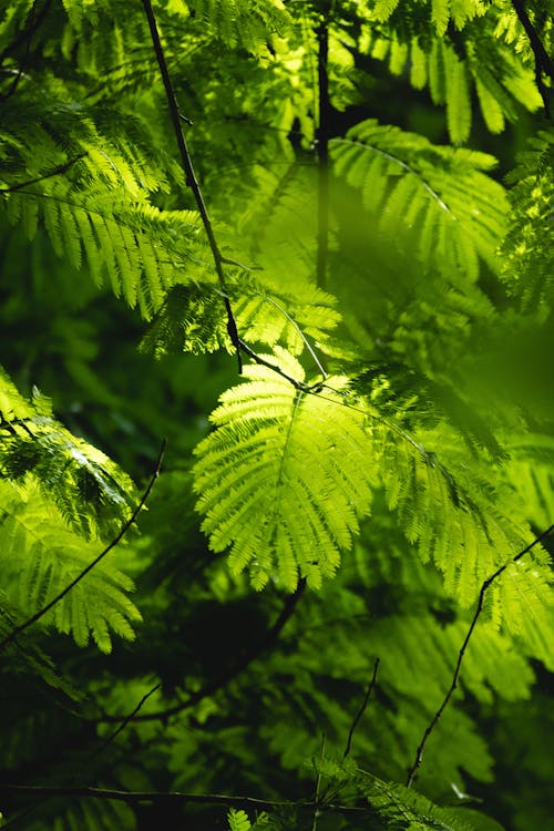 Ilmainen kuvapankkikuva tunnisteilla aamu, aurinko, kasvikunta