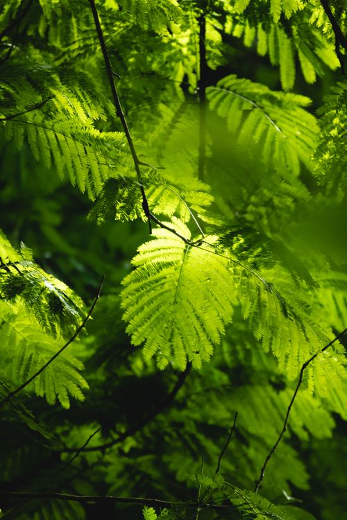 Free A detailed close-up of vivid green leaves illuminated by sunlight, creating a natural and serene atmosphere. Stock Photo