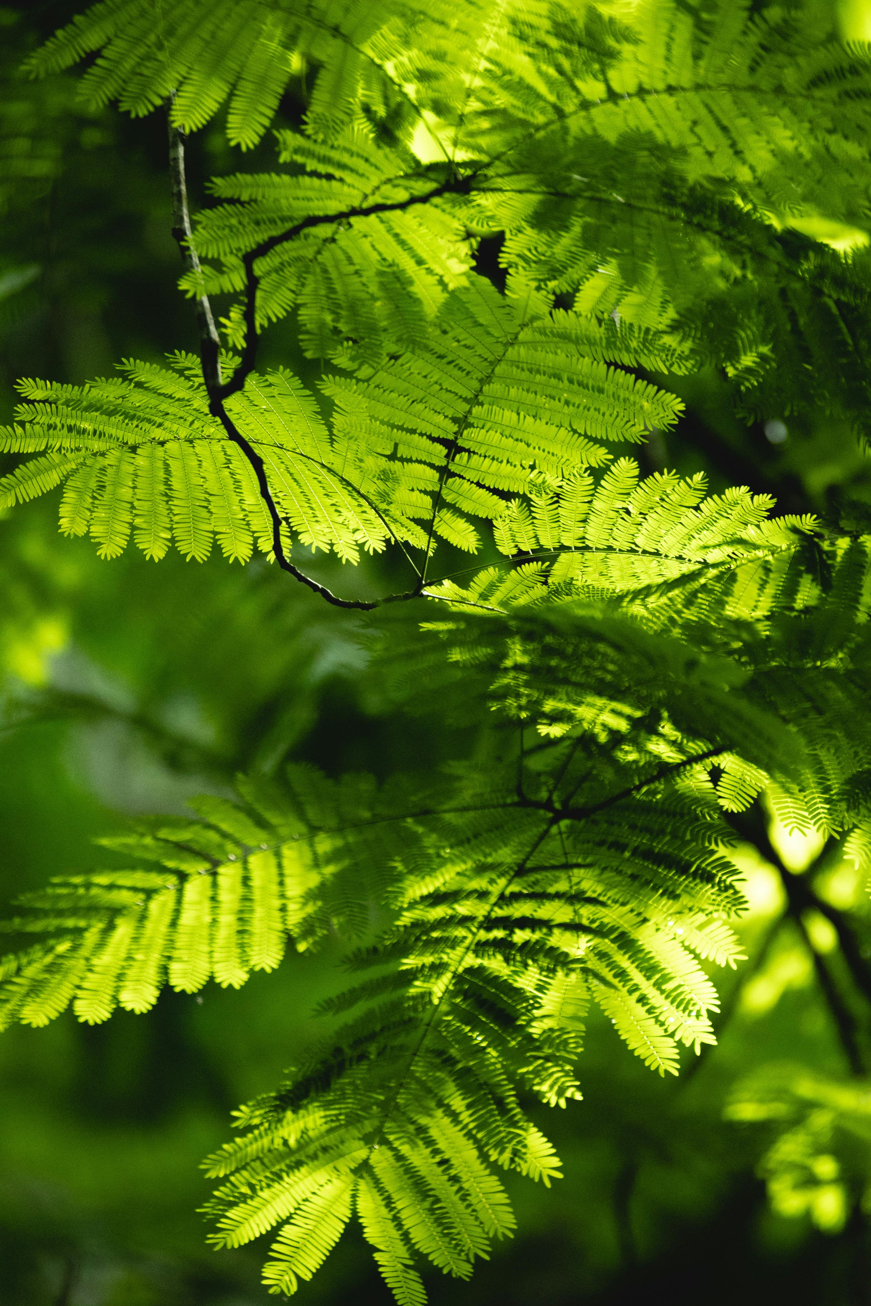 Vibrant green fern leaves basking in sunlight within a dense forest. Perfect nature backdrop.