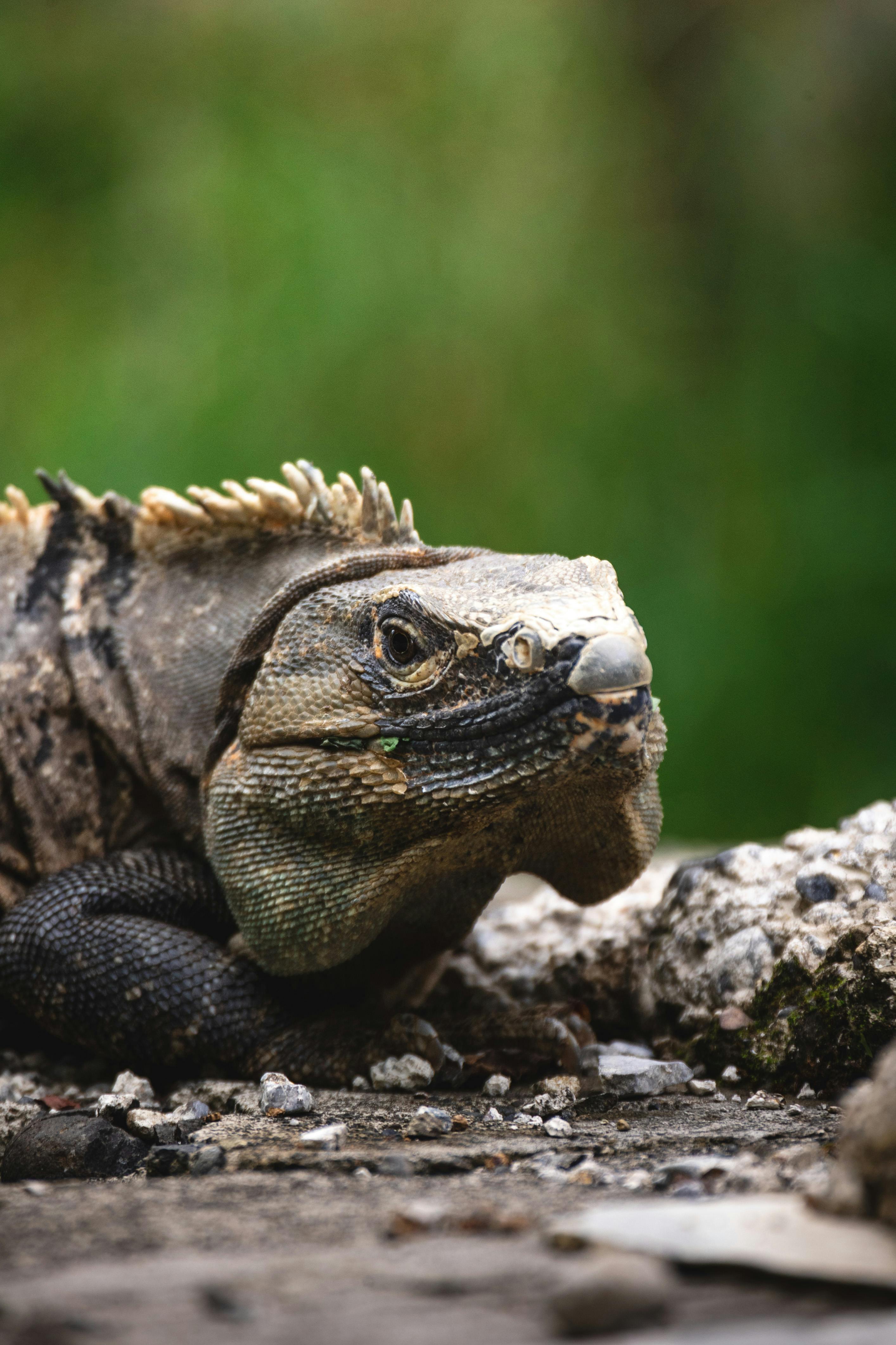 Detailed shot of a wild iguana basking on rocks in its natural habitat.