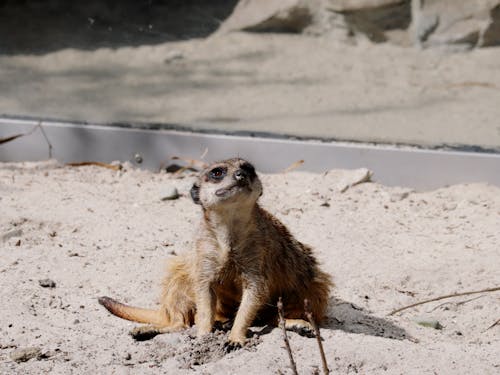 Foto stok gratis meerkat, suricata, suricate