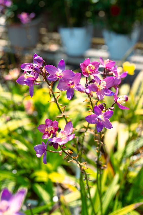 バイオレット, 紫色の花, 美しいの無料の写真素材