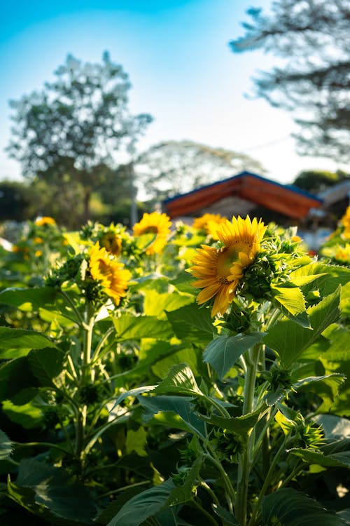 ひまわり, ひまわり畑, 咲く花の無料の写真素材