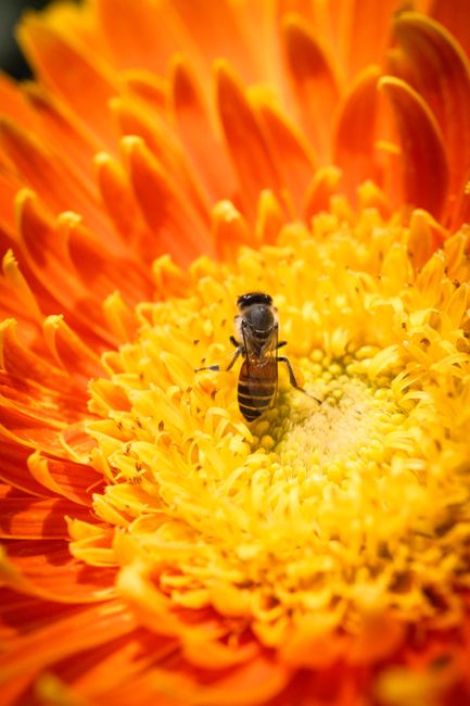 A bee collecting nectar from a bright orange flower, showcasing nature's beauty and pollination.