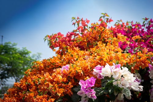 Kostnadsfri bild av blommar, blomning, blomstrande blommor