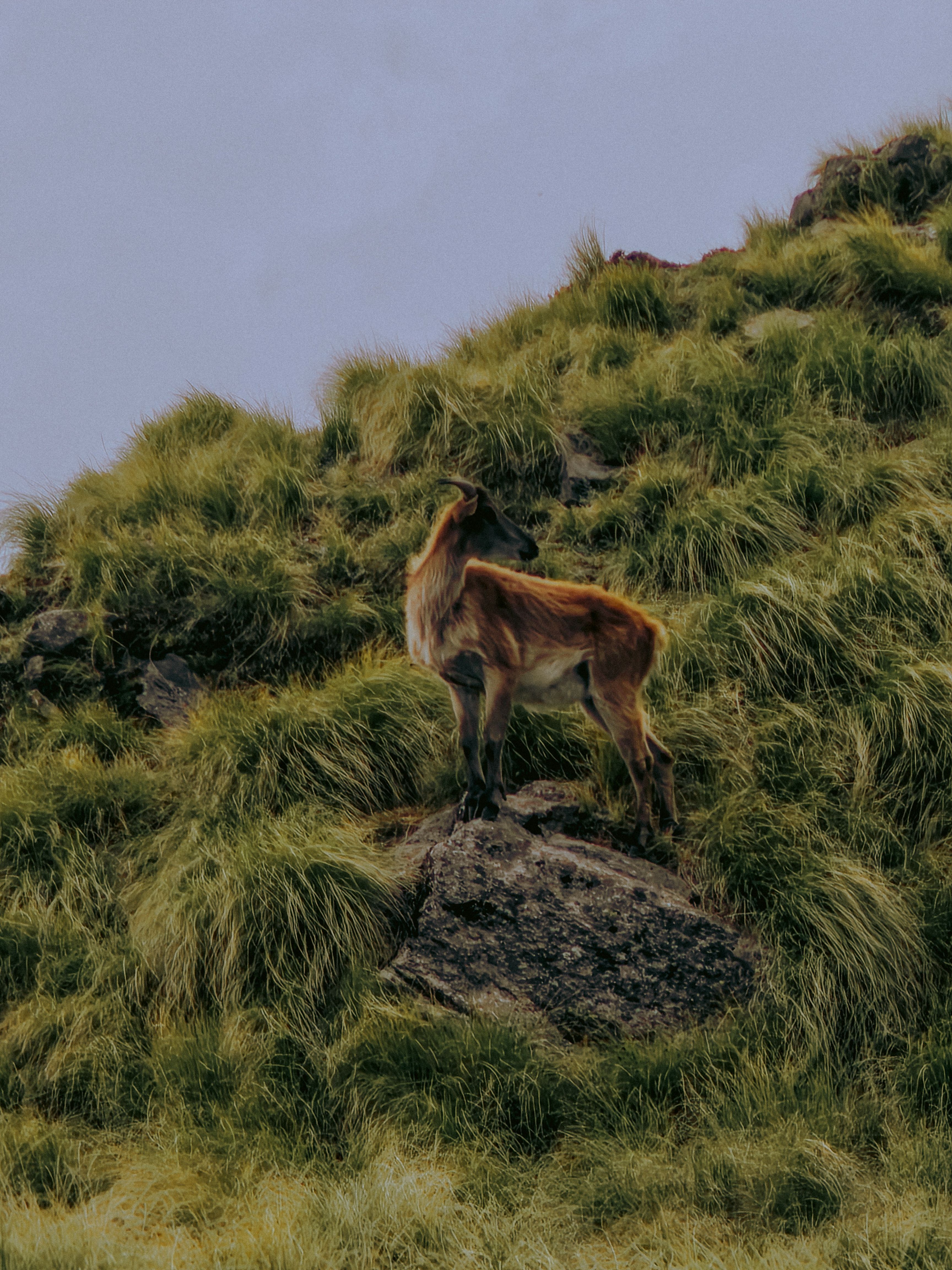 A Deer Standing on a Rock on a Grass Field in the Mountains · Free ...