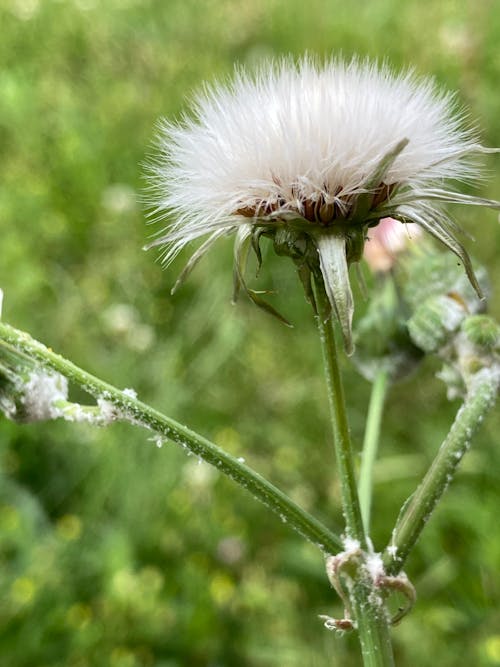 Wild summer flowers & herbs