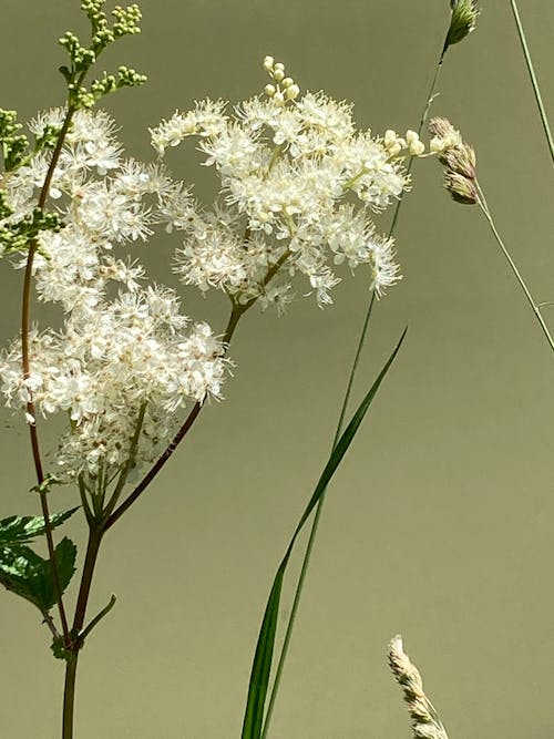 Wild summer flowers & herbs