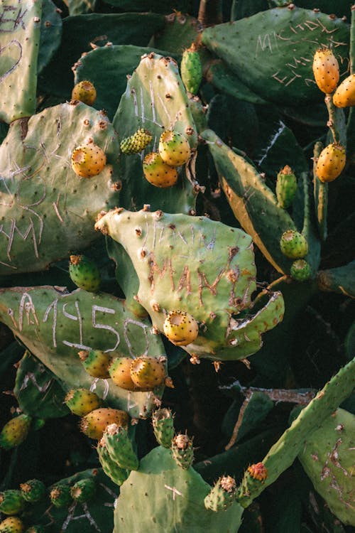 Free stock photo of cactus, cactus plant, green