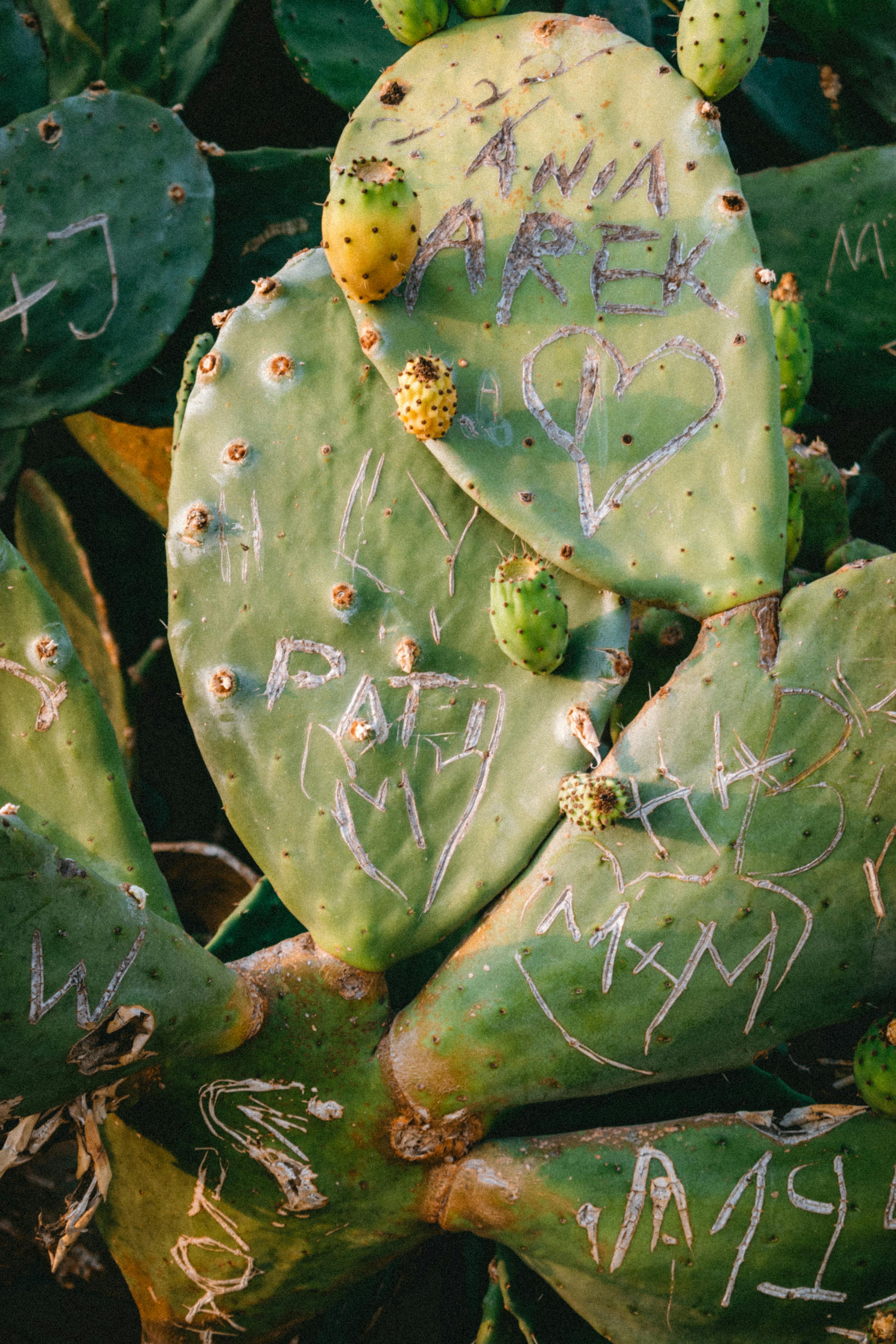 Detailed view of a prickly pear cactus pad with graffiti carvings and visible fruit.