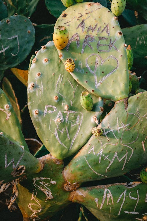 Free stock photo of cactus, cactus plant, green