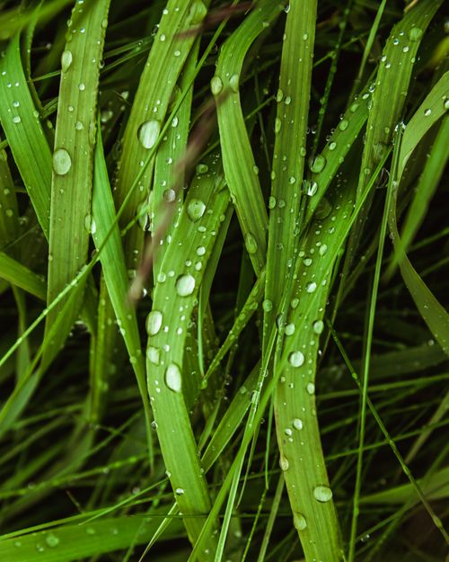Free Close-up of fresh green grass with dew droplets glistening. Stock Photo