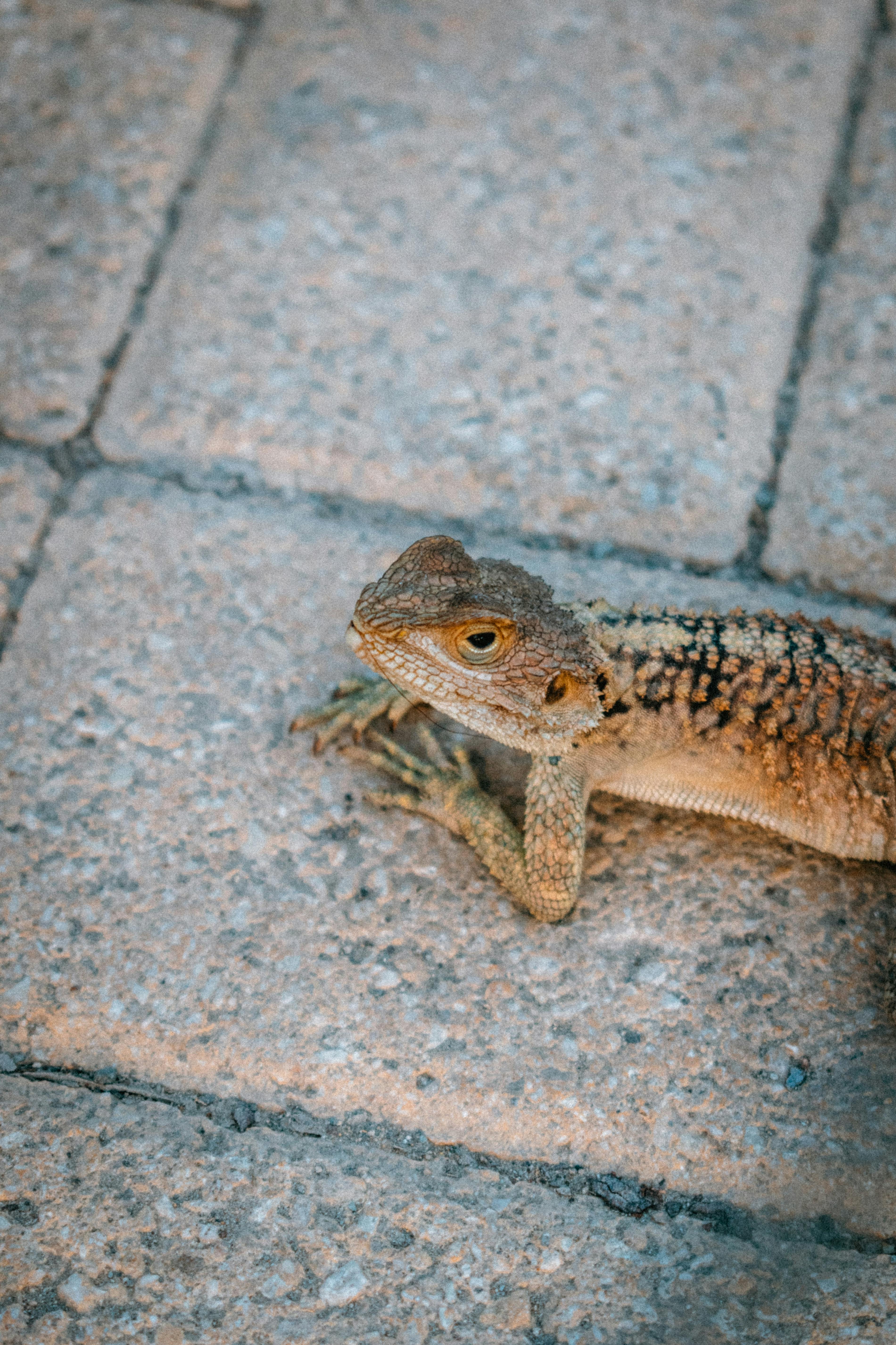 A lizard resting on a paved surface, showcasing its textures up close.