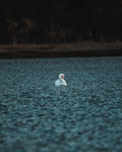 白天鹅在水面上