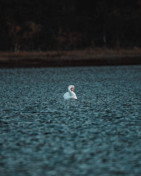 Free White Swan on Body of Water Stock Photo