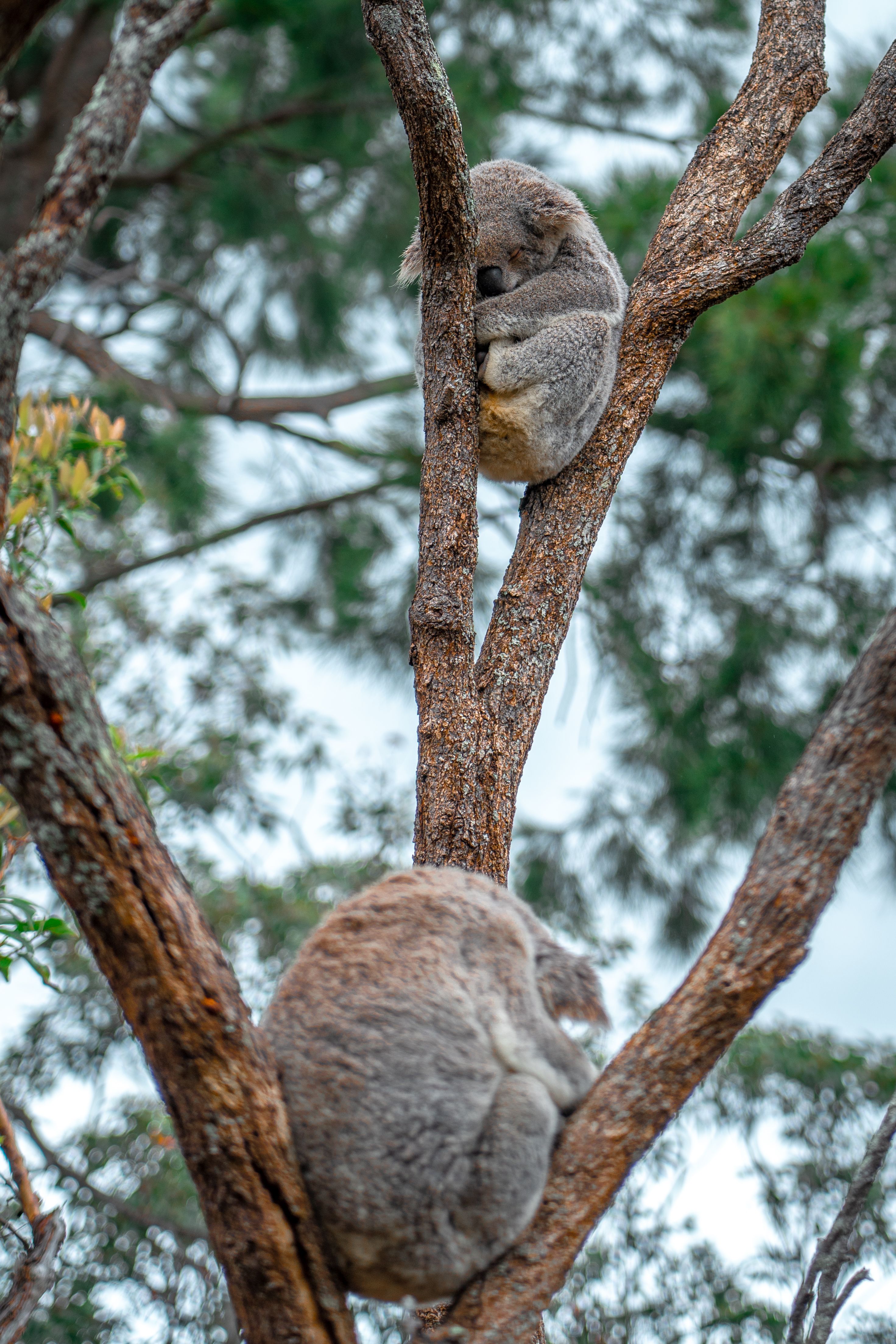 Gratis stockfoto met 's nachts, Australië, australische dieren in het wild Stockfoto