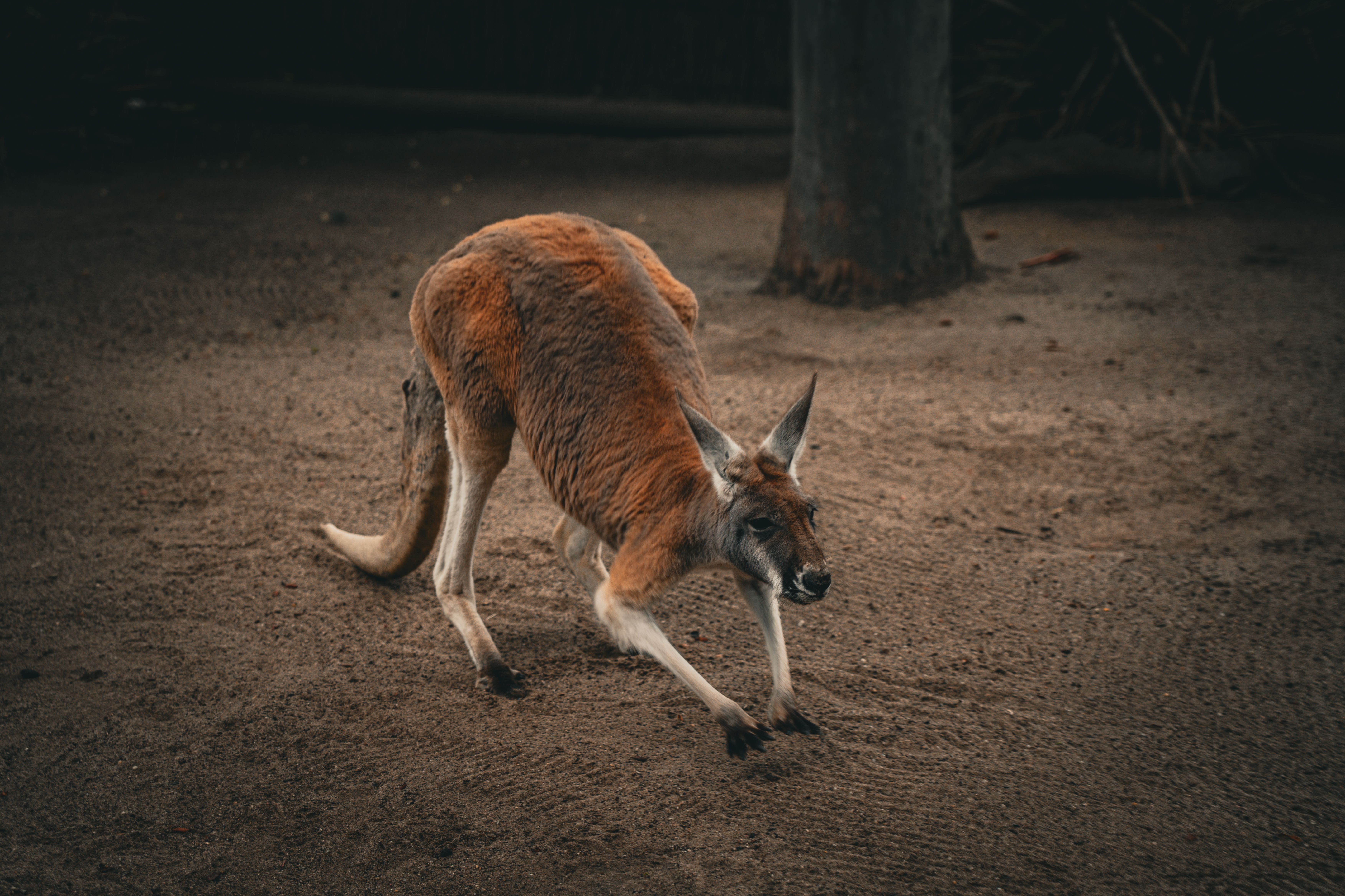Australia