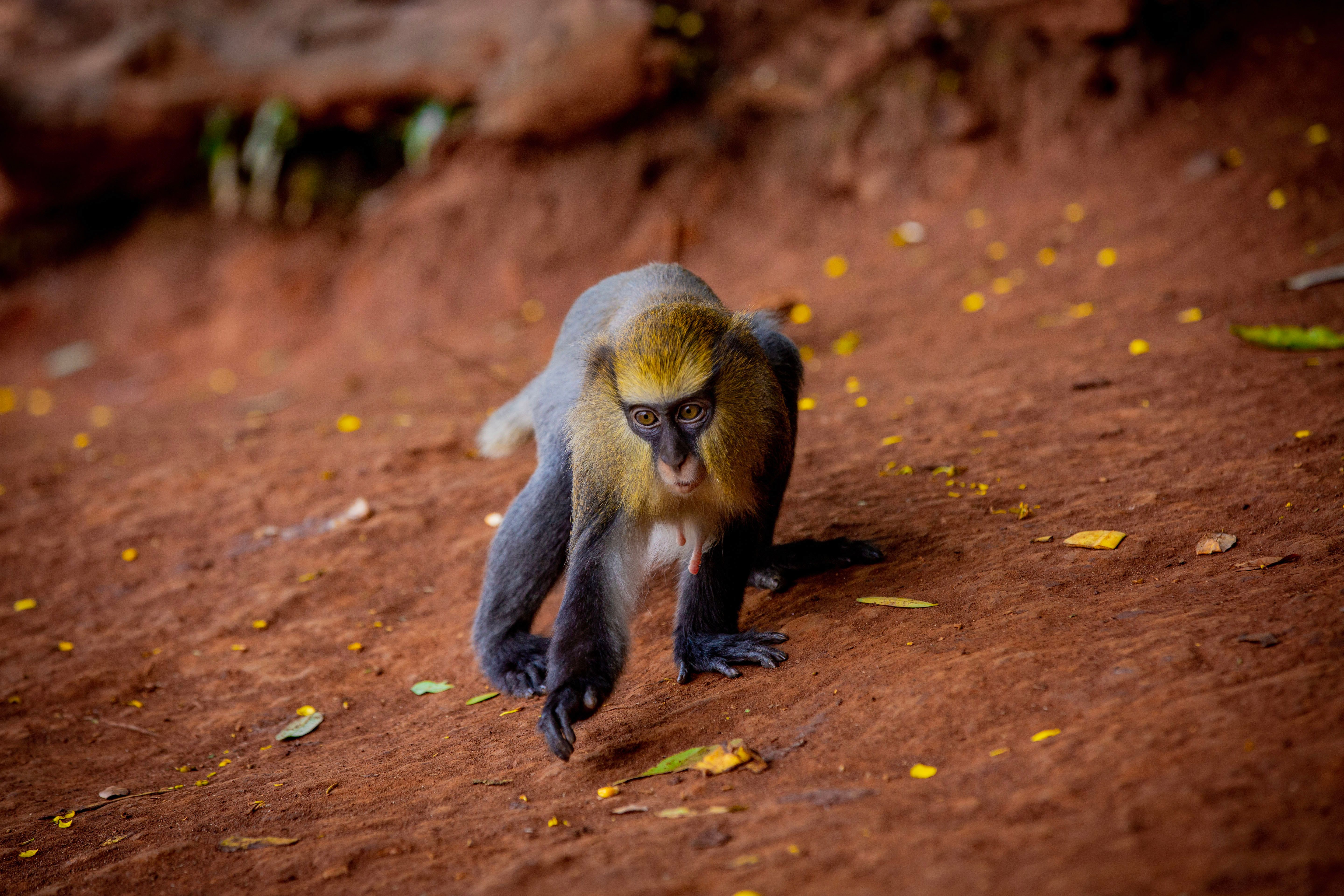 A stunning capture of a Mona Monkey exploring the vibrant forest terrain, showcasing its rich coloration and curious nature.