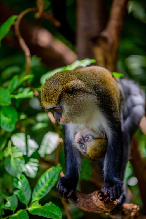 Free Close-up of a Mona Monkey with baby in lush tropical setting. Perfect for wildlife themes. Stock Photo