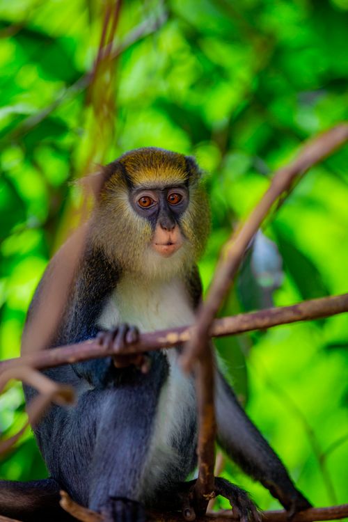 Free Close-up of a mona monkey amidst vibrant tropical foliage, showcasing natural wildlife beauty. Stock Photo