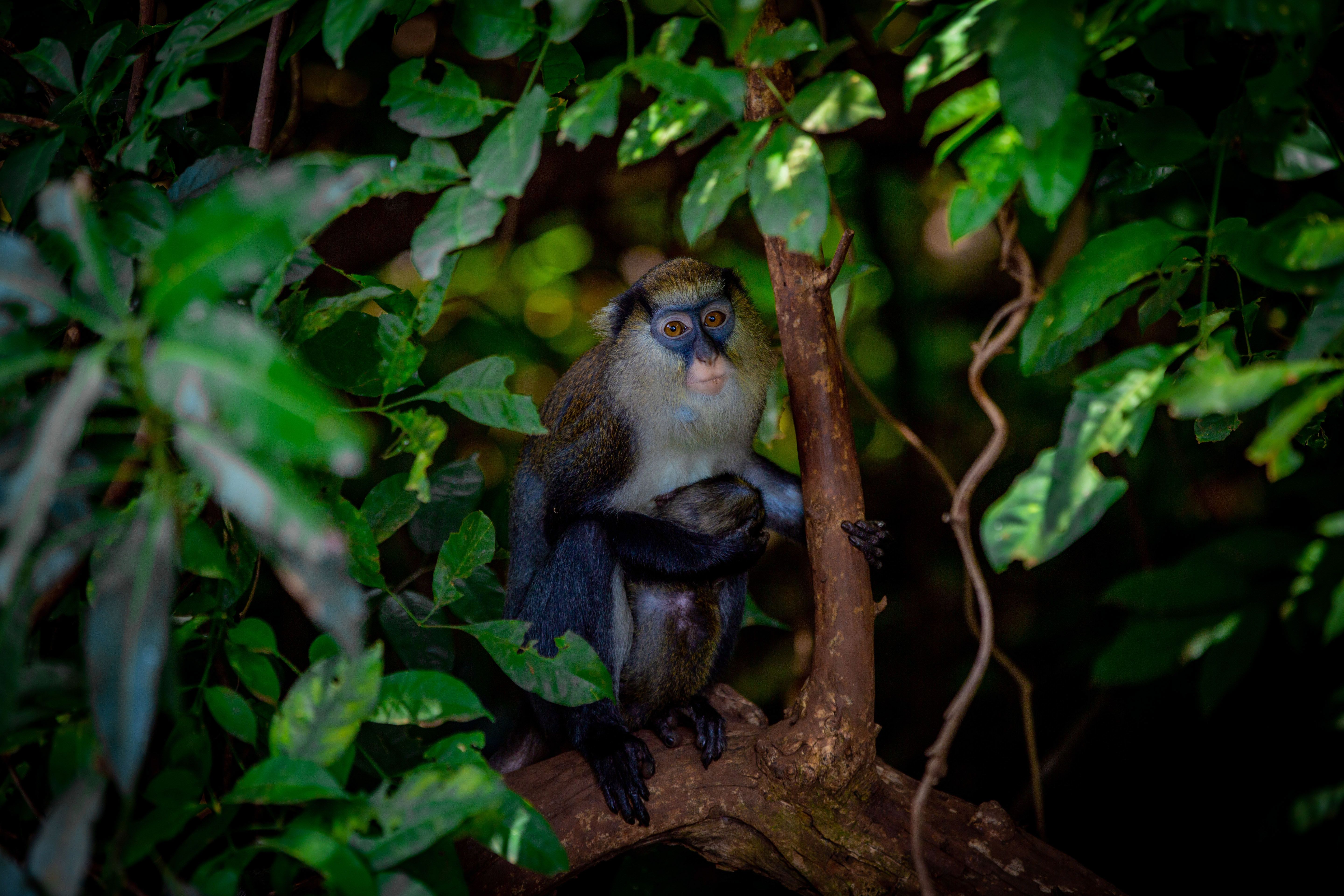 Mona monkeys in Tafi Atome monkey sanctuary, Ghana