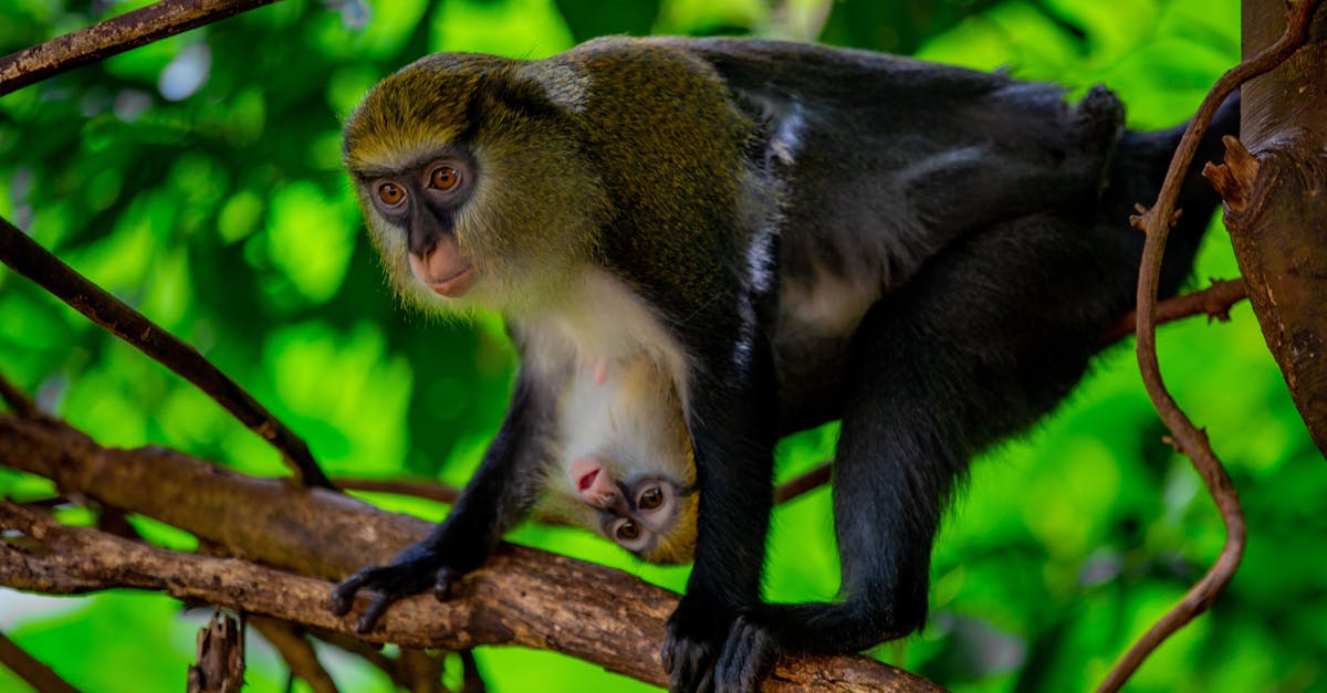 🔍 探索日本的文化珍宝!「日本的蒙娜丽莎」隆重上线 📸 🔍 探索日本的文化珍宝!「日本的蒙娜丽莎」隆重上线 📸