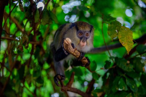 Free A detailed image of a Mona Monkey perched on a tree branch surrounded by lush green foliage. Stock Photo