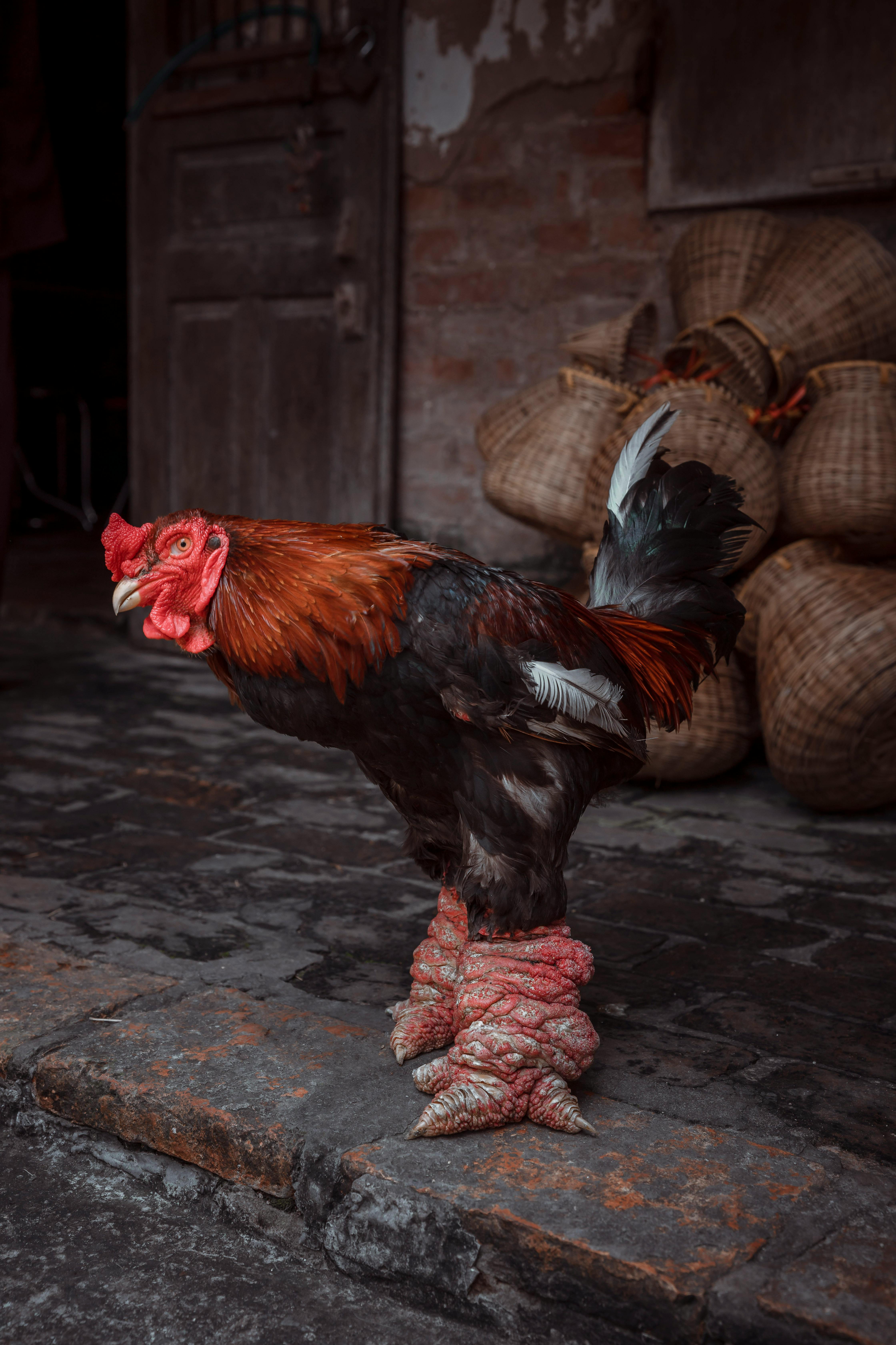 rooster doll on pavement