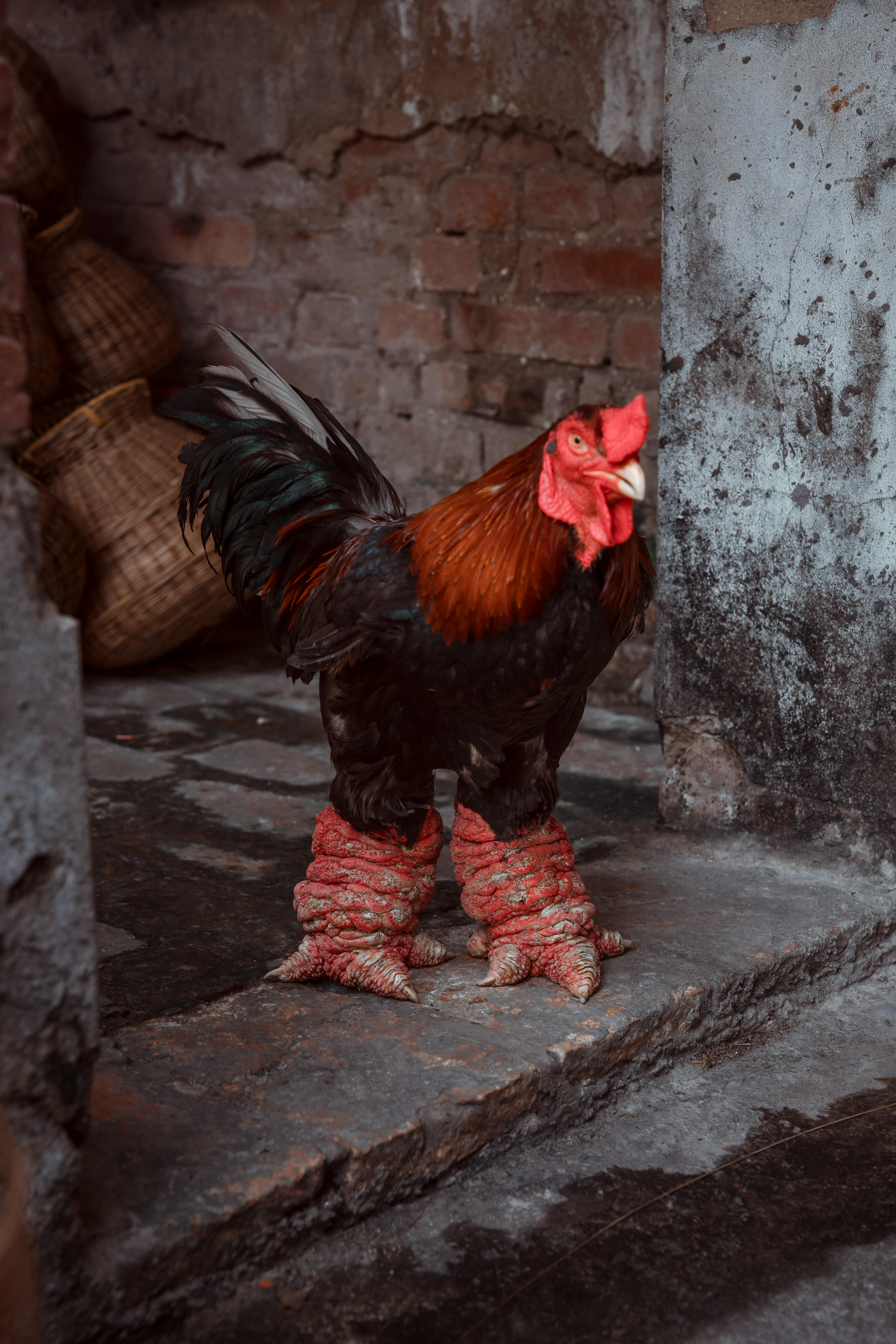 photo of a dong tao rooster