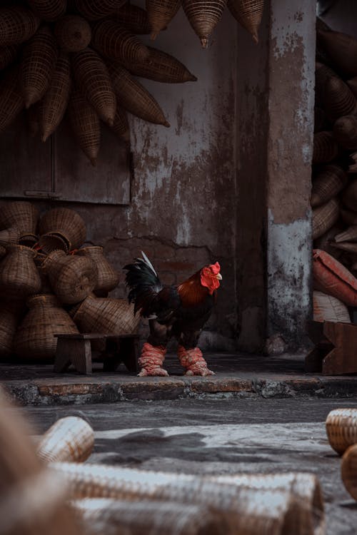 Fotobanka s bezplatnými fotkami na tému bábika, kohút, mestský