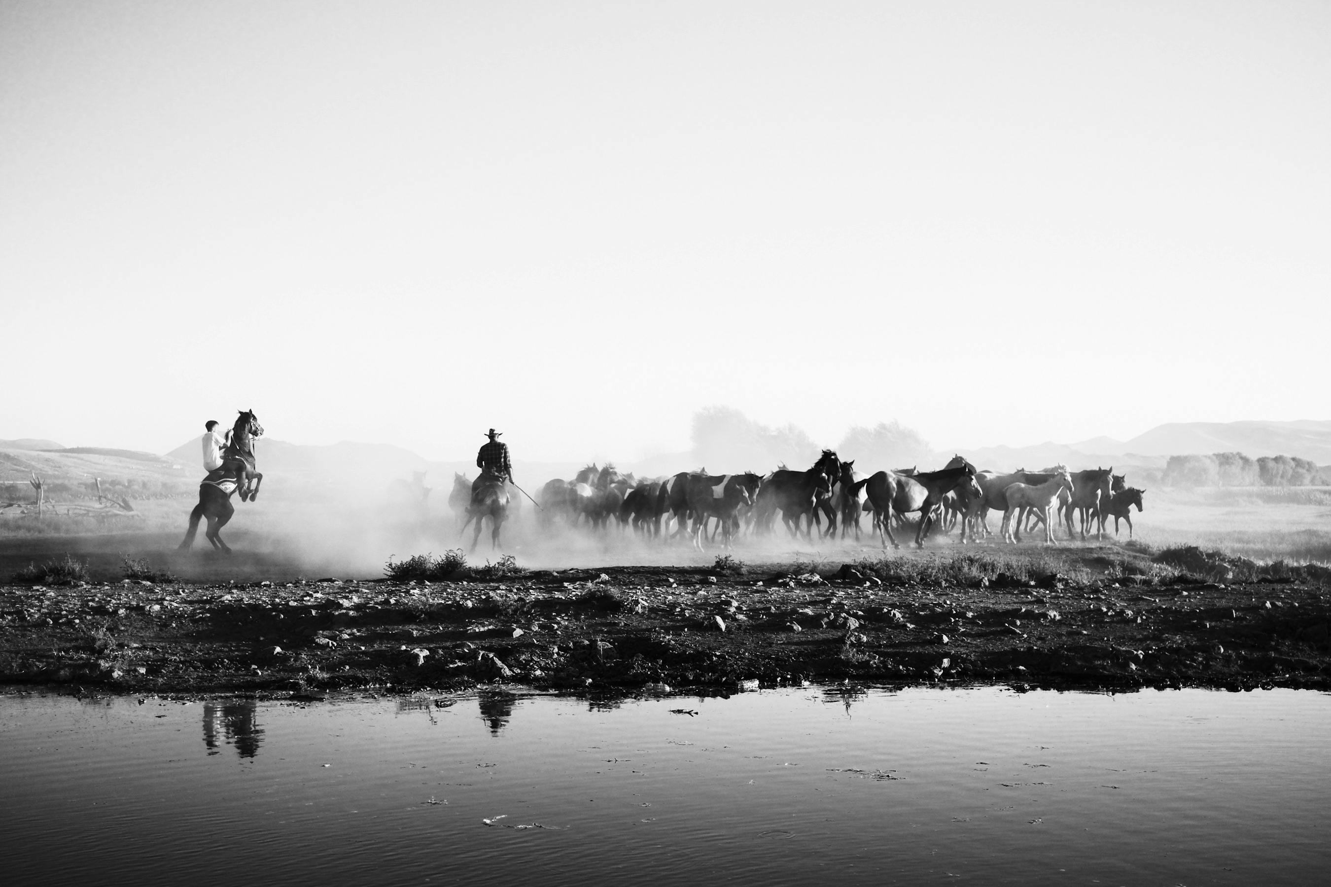 Dynamic scene of horse herd and riders amidst dust in Kayseri, Türkiye.
