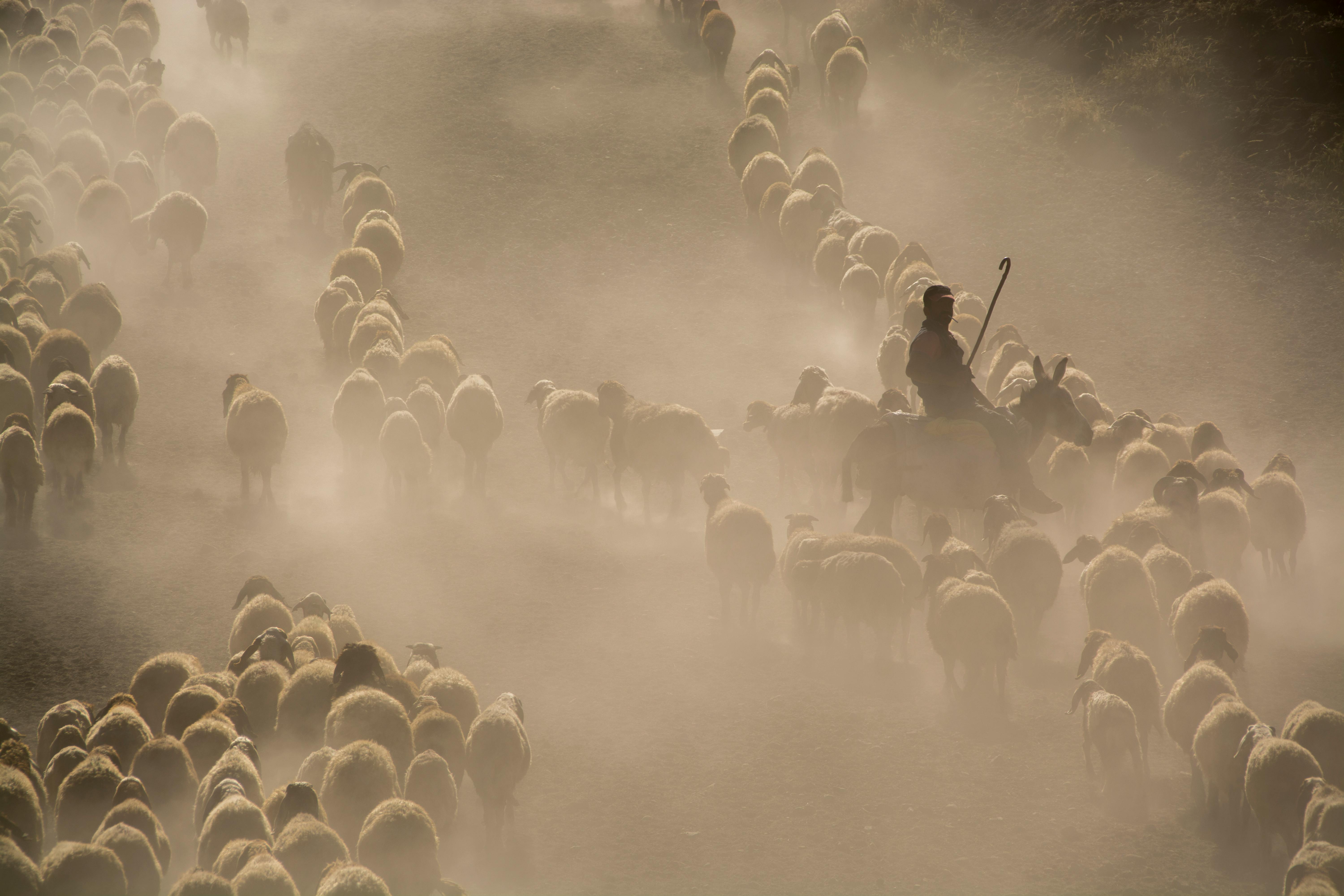 Photo of Herd of Sheep