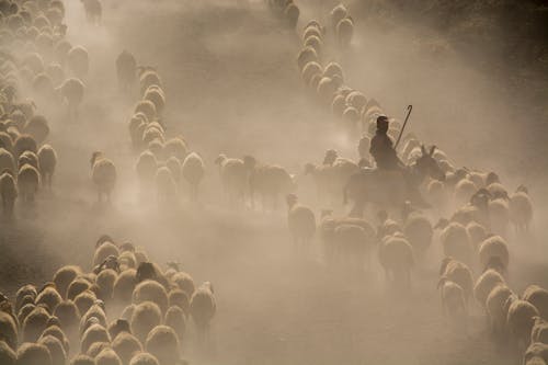 Фотография стада овец