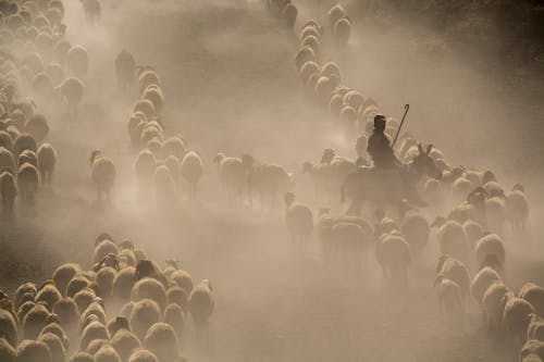 Photo of Herd of Sheep