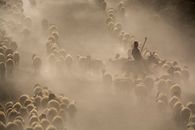 Photo of Herd of Sheep