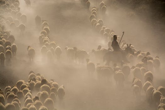 photo of herd of sheep