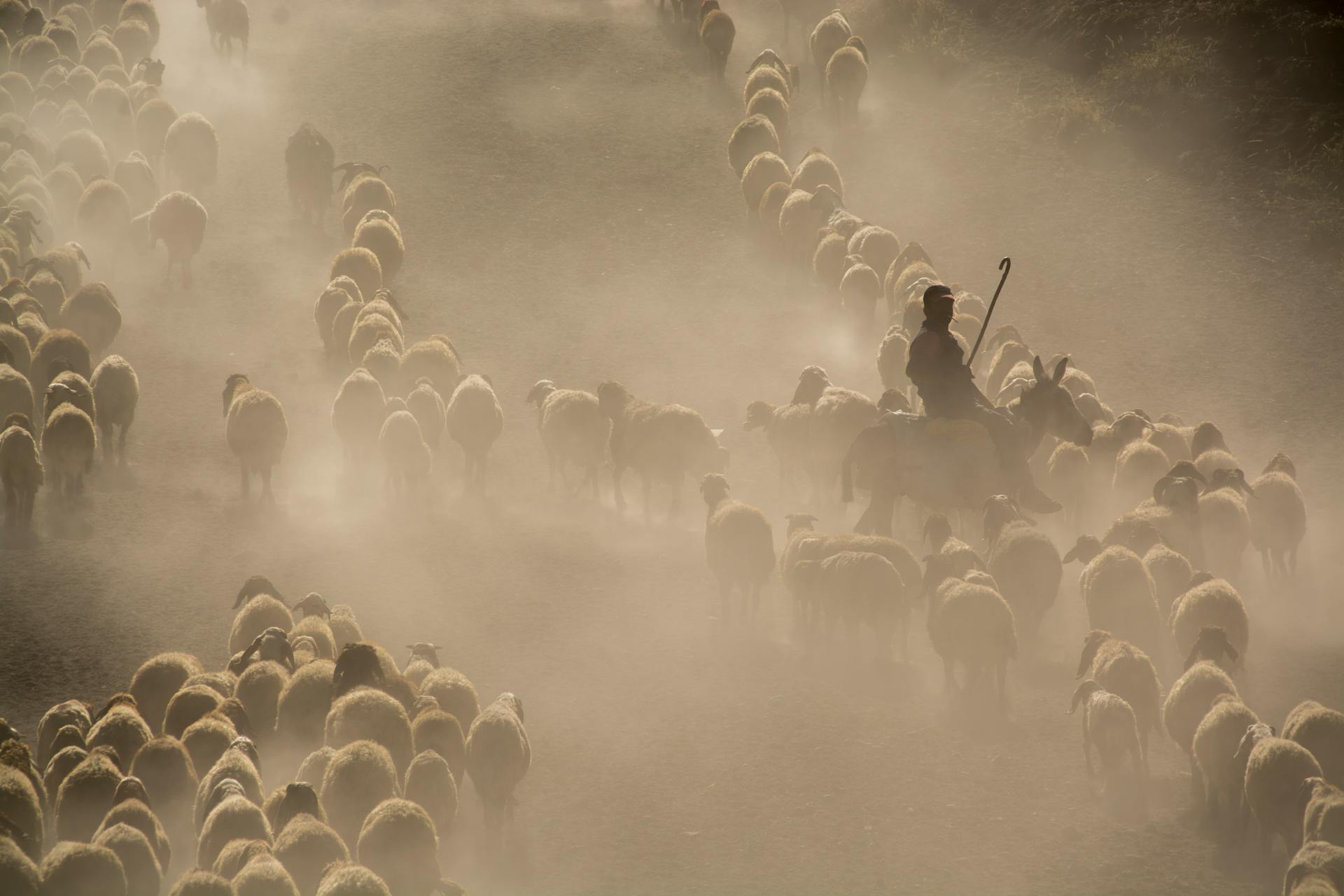 Foto van een kudde schapen