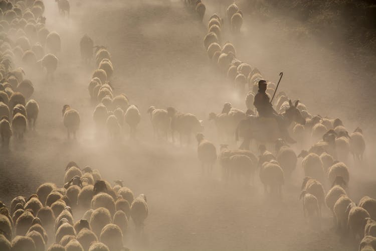 Photo Of Herd Of Sheep