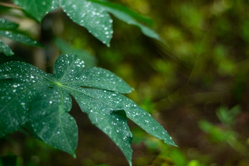daun basah di kala hujan