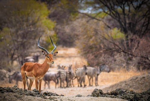 Photos gratuites de animal, antilope, buisson