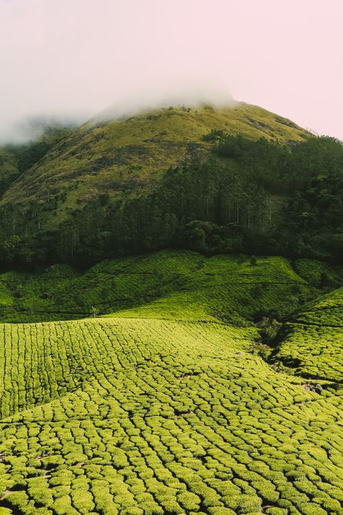 Free Captured view of verdant tea plantations with misty hills, showcasing nature's beauty. Stock Photo