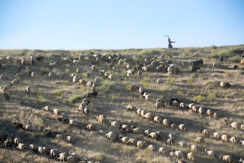 Group of Animal on Hill
