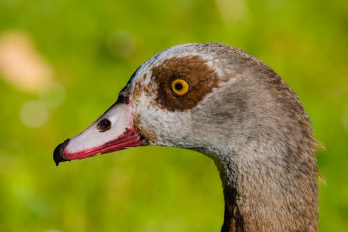 Foto profissional grátis de animais selvagens, animal, ao ar livre