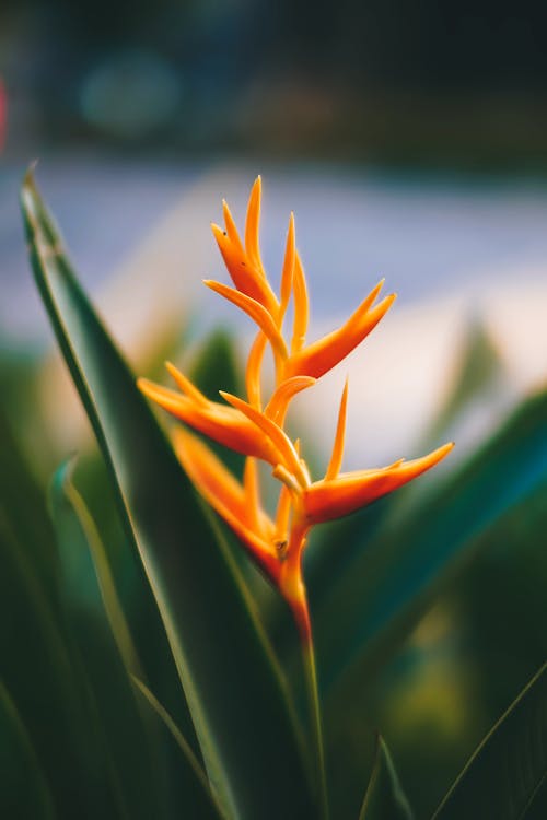 Kostnadsfri bild av blad, blomma, exotisk