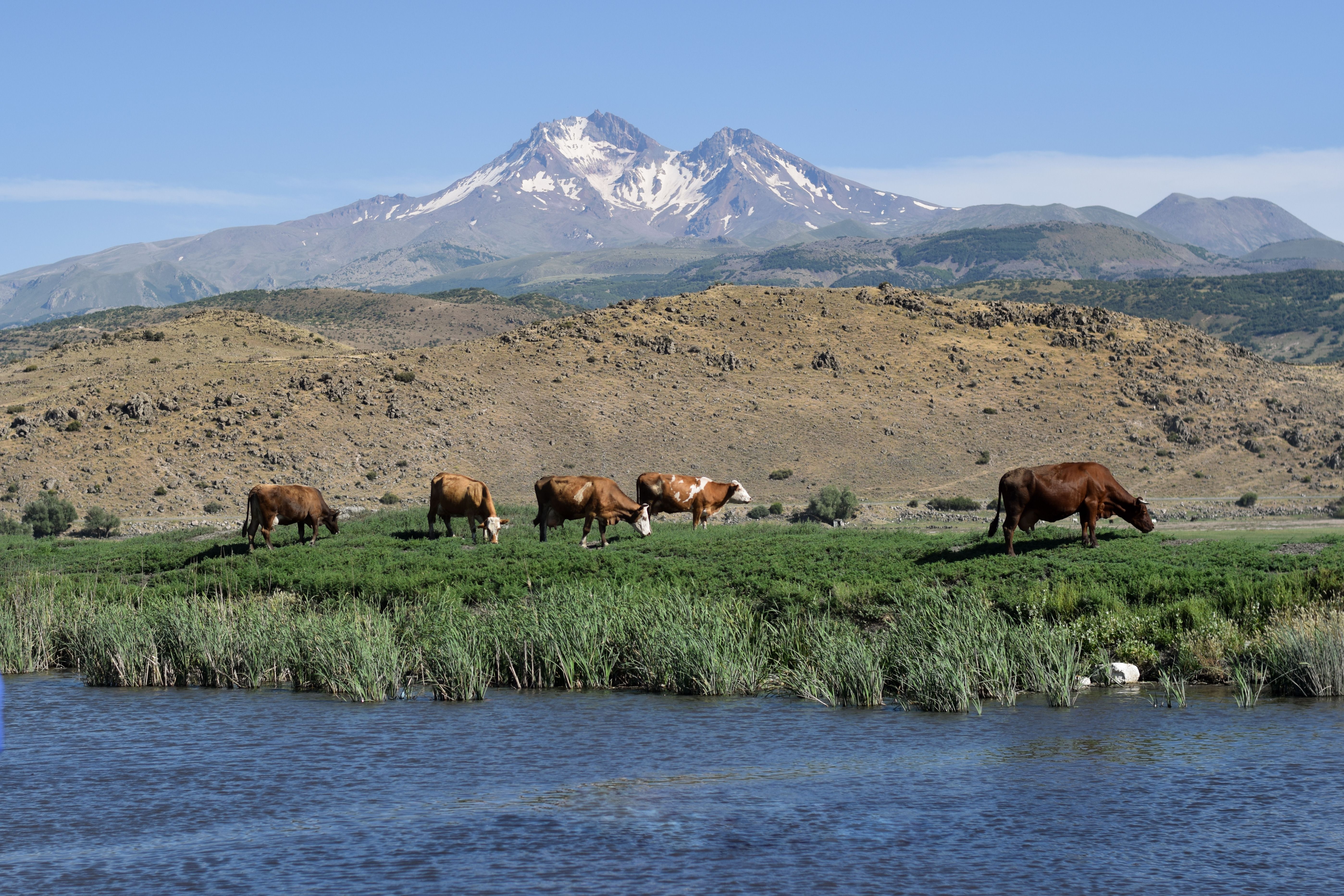 River and Cattle in Countryside · Free Stock Photo