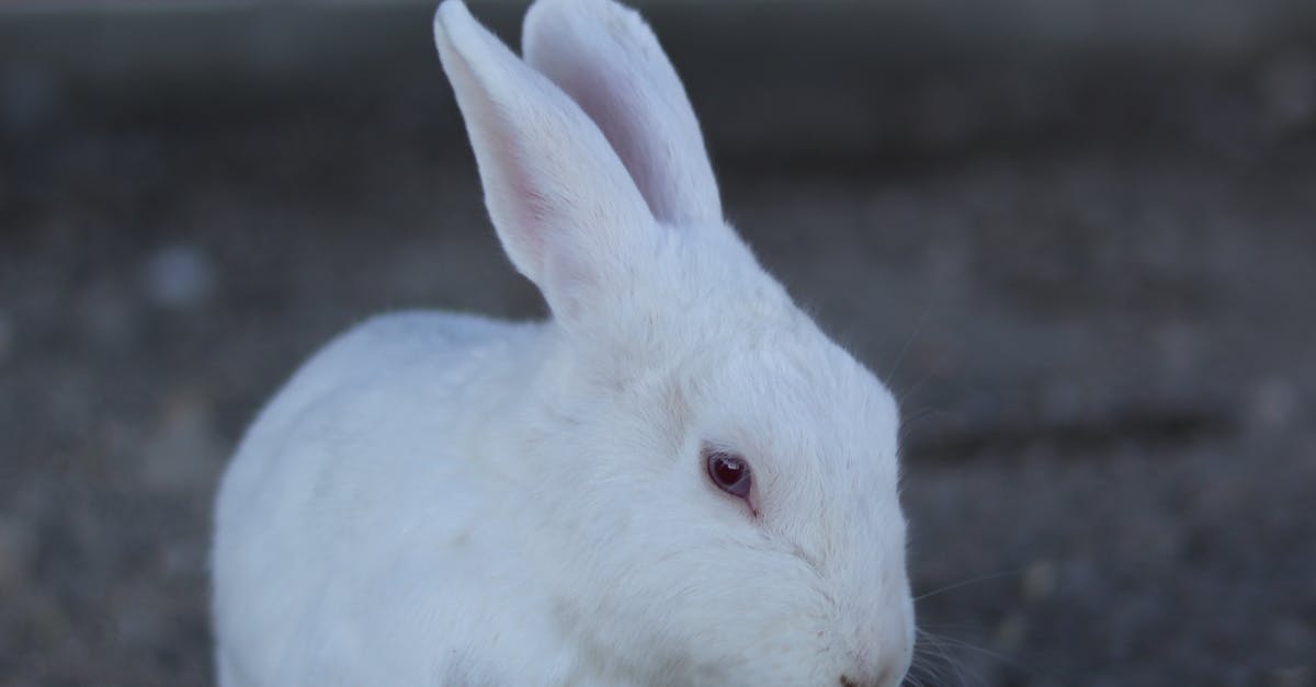A white rabbit eating from a bowl in a cage