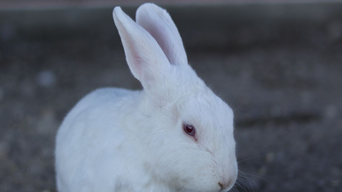 Première adoption d’un lapin nain : la check-list vétérinaire et habitat à prévoir avant l’arrivée - illustration
